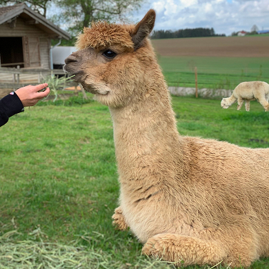 Tiere erleben im Allgäu